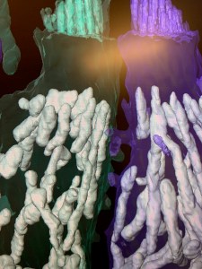 Picture of reconstructed hair cells and their mitochondria