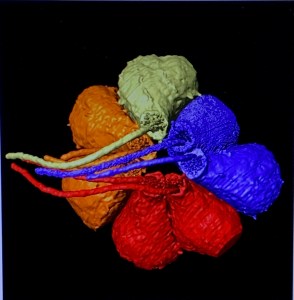 reconstructed hair cells in different colors